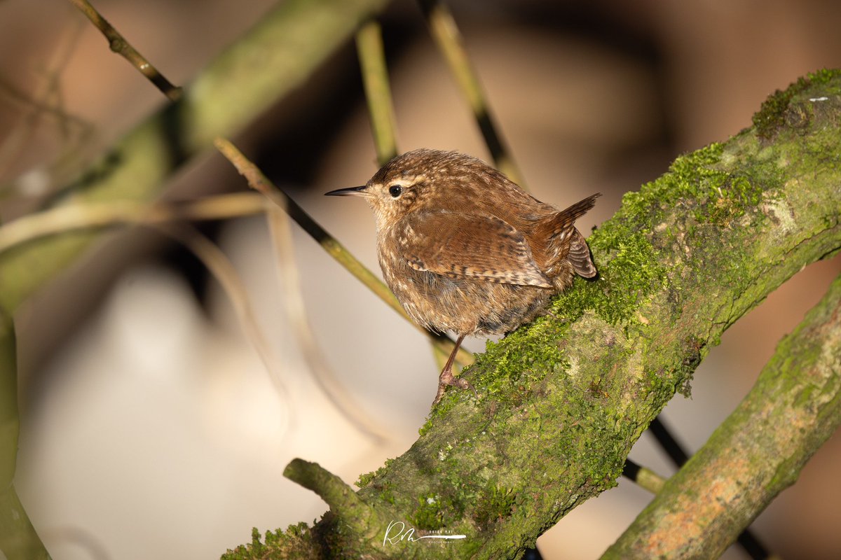RHIAN_MAI's tweet photo. Portrait of a Wren @Natures_Voice @BBCSpringwatch @WildlifeTrusts https://t.co/kH59cvbLZj