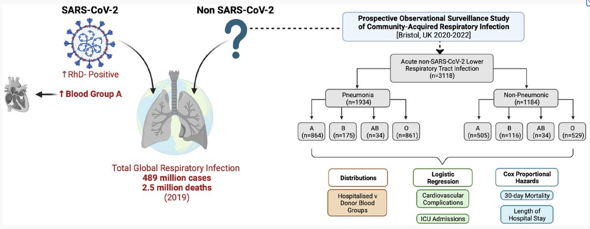 SARS-CoV-2 infection clinical outcomes are influenced by ABO Rhesus blood groups. In this paper, we found these blood groups also contributing to the severity of non-SARS-CoV-2 respiratory infections @cathyams @leondanon @ashtoye_bristol @AliceHathaaa buff.ly/3H5YFme