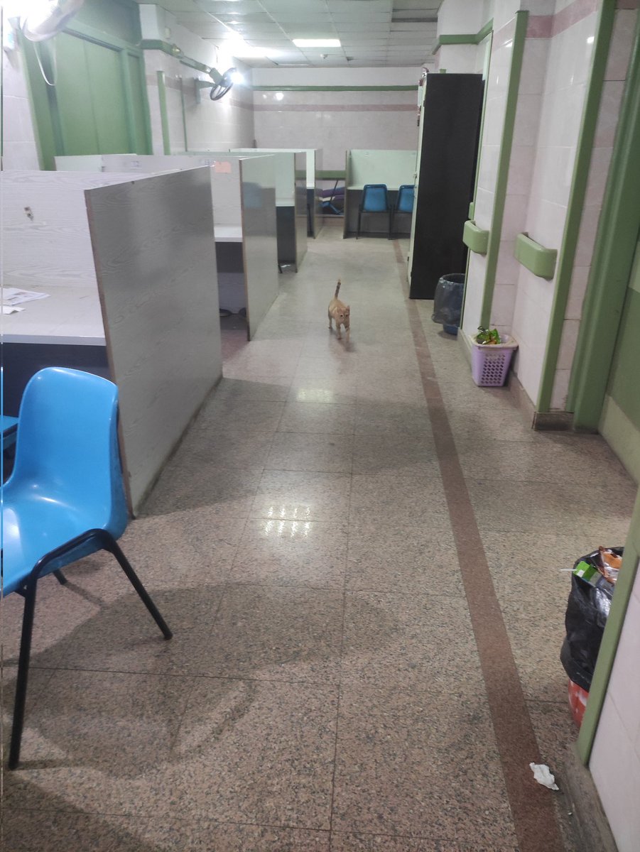 مأوى للبنى آدمين والقطط ♥️♥️♥️😂