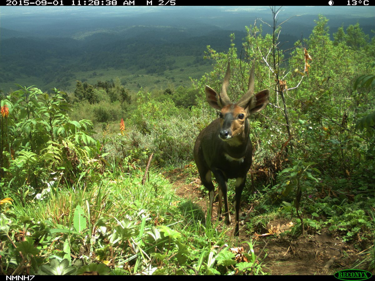 trailcams 🌿 tweet media