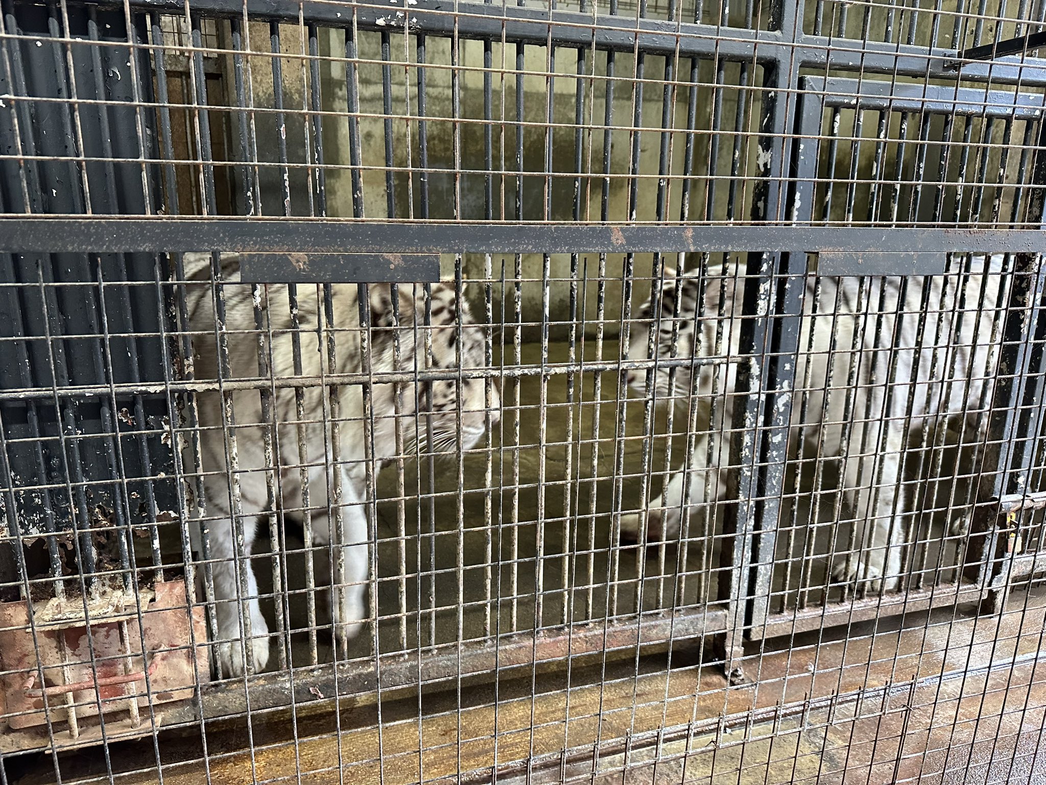 バッジョ - Search / X