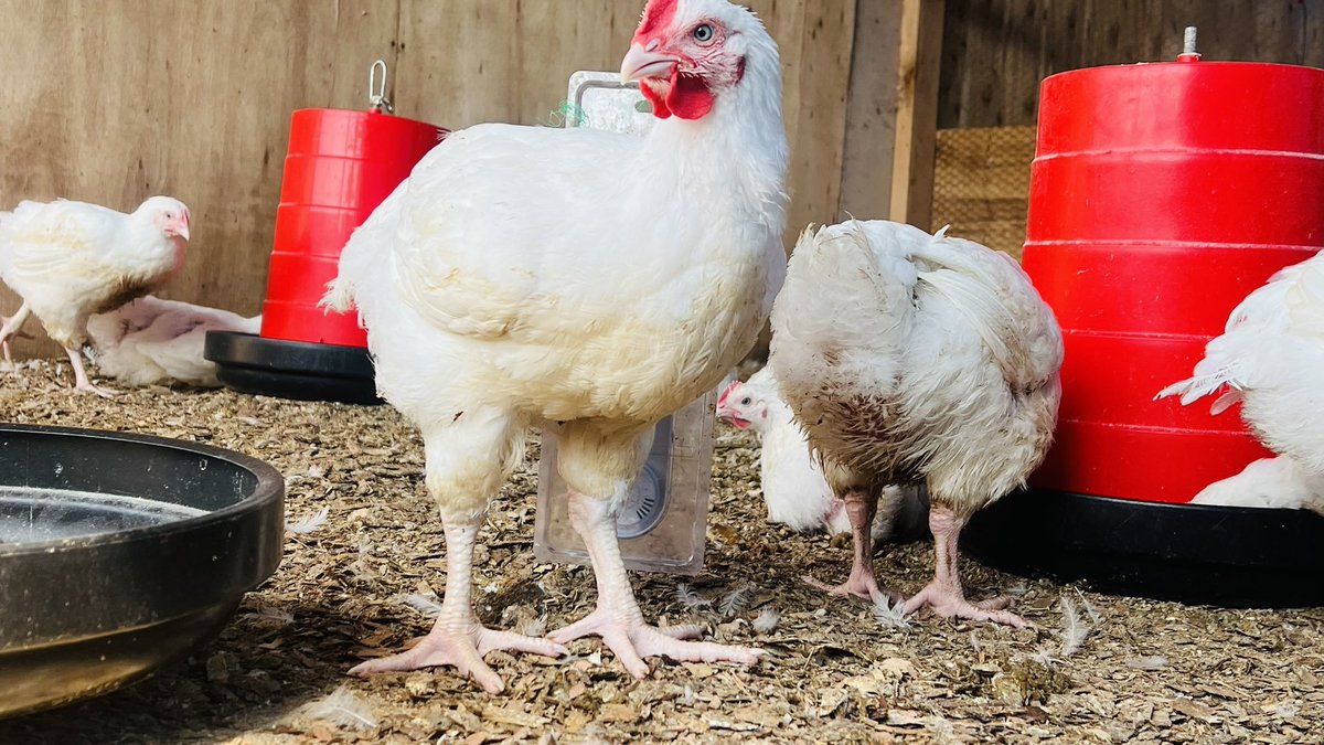 WorldlyHQ's tweet photo. Do you want to start MODERN poultry farming?

Today let’s make a thread about broiler chickens (chickens for meat) 

Here we go! https://t.co/MQJVmIayu4