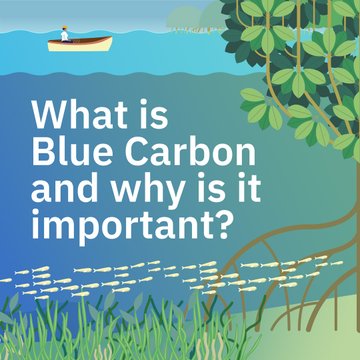 WorldBankGroup's tweet photo. Conserving and restoring blue carbon ecosystems, such as mangroves, seagrasses, and salt marshes, which capture more carbon than forests, can help fight climate change, create meaningful jobs, and improve people’s quality of life. Watch this video: https://t.co/WSqwuLZZty https://t.co/WVYrr2L41i