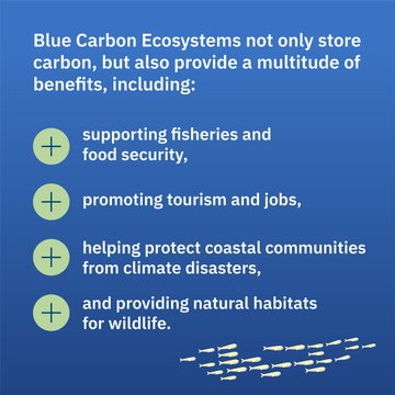 WorldBankGroup's tweet photo. Conserving and restoring blue carbon ecosystems, such as mangroves, seagrasses, and salt marshes, which capture more carbon than forests, can help fight climate change, create meaningful jobs, and improve people’s quality of life. Watch this video: https://t.co/WSqwuLZZty https://t.co/WVYrr2L41i