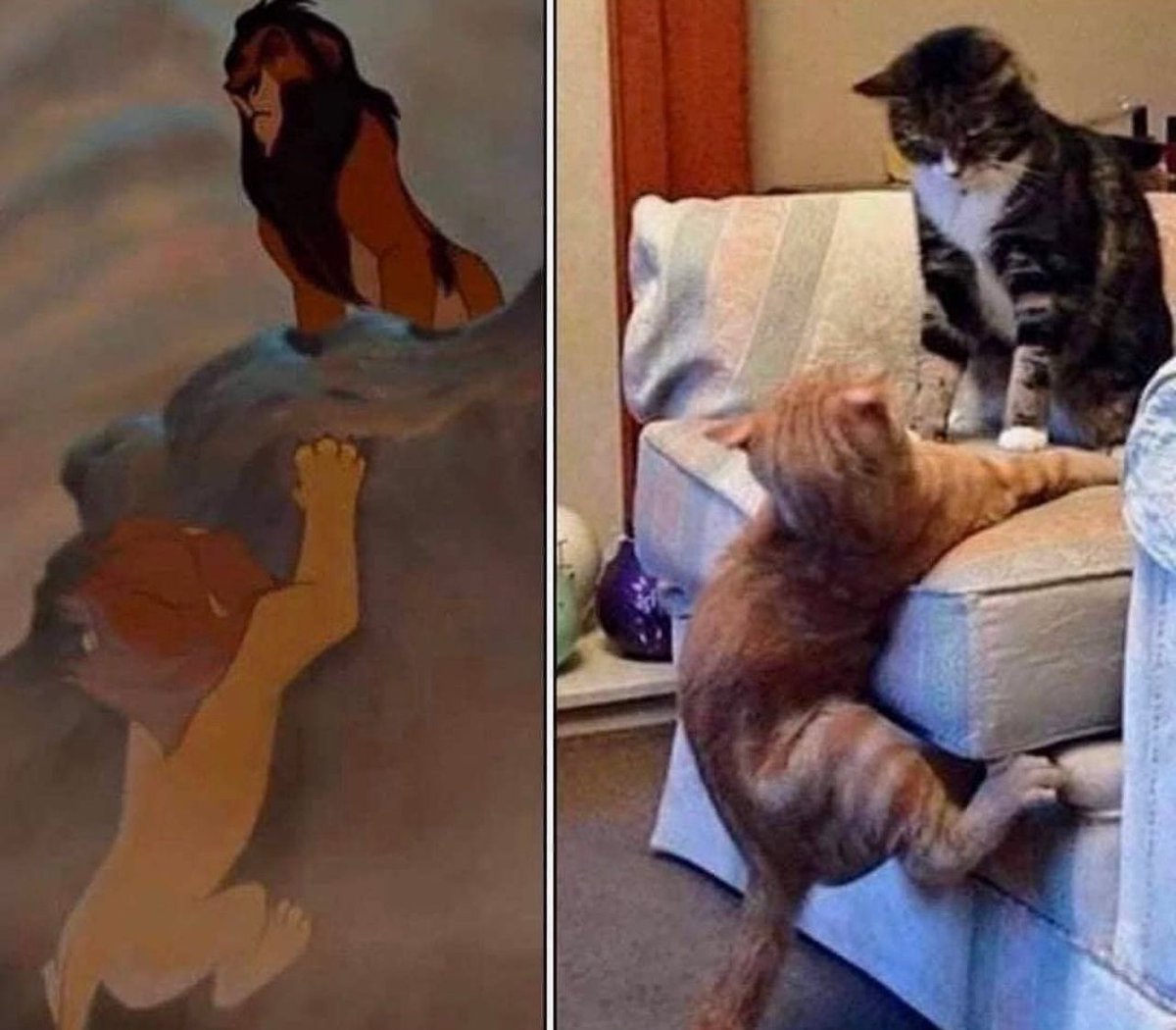 PostsOfCats's tweet photo. https://t.co/O50NMFiwsO