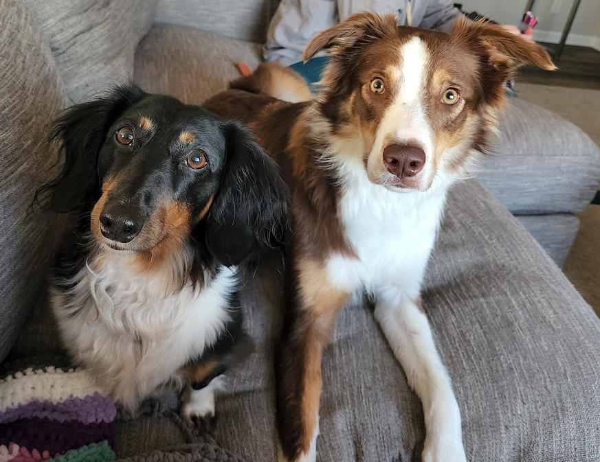 Mobius0ne's tweet photo. Team dog for sure! https://t.co/WpBczVn0A3