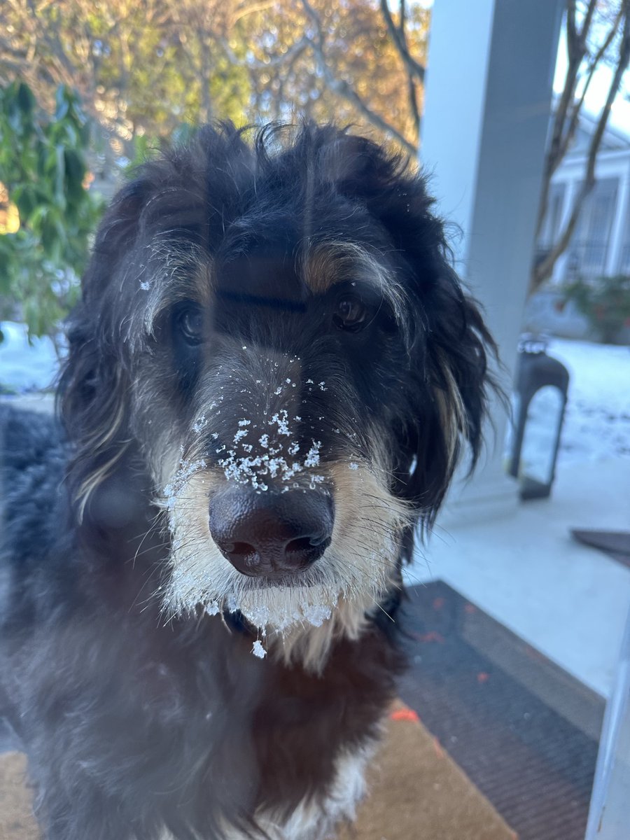 Moose “the silly goose” Tapper tweet media