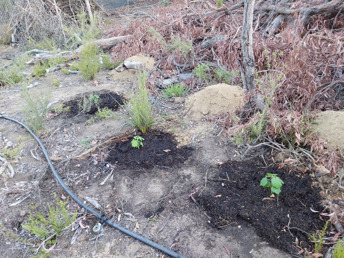 5 more buckets of humanure, 5 new trees. Because this area is the future goat gestation yard, fodder trees, namely paulownia. 

4 trees to a sprinkler so I don't have to worry about watering them.

#ClimateAction #Climate #ClimateActivist