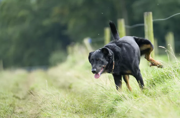 Brain Training for Pets tweet media