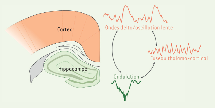 Saviez-vous que le sommeil est crucial pour le renforcement sélectif des souvenirs ? Découvrez le rôle des rythmes cérébraux associés aux différentes phases du sommeil dans sa fonction mnésique.  bit.ly/41H06B4 #openaccess <a href="/Inserm/">Inserm</a> <a href="/Sorbonne_Univ_/">Sorbonne Université</a>