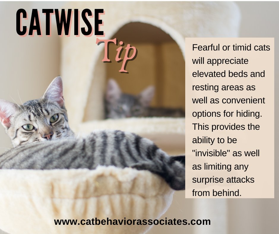 Cats benefit from, and love the opportunity to climb and access elevated locations. This instinctual behavior is important for their well-being because being on a higher vantage point allows them to survey their environment safely.