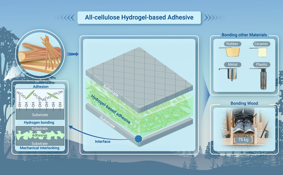 The Innovation Materials (@innov_materials) on Twitter photo A new report: All-cellulose hydrogel-based adhesive.
In this report, Xia et al. summarized Dialcohol cellulose nanorods are prepared through sequential oxidation and reduction and so on. Read more doi.org/10.59717/j.xin… 
#materilas #research <a href="/The_InnovationJ/">The Innovation: a Cell Press partner journal</a> A new report: All-cellulose hydrogel-based adhesive.
In this report, Xia et al. summarized Dialcohol cellulose nanorods are prepared through sequential oxidation and reduction and so on. Read more doi.org/10.59717/j.xin… 
#materilas #research <a href="/The_InnovationJ/">The Innovation: a Cell Press partner journal</a>