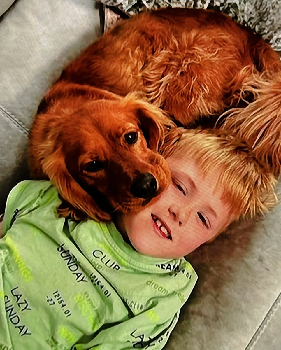 AdamDandy's tweet photo. HAVE YOU SEEN COOPER?? Missing cocker spaniel, a therapy dog from Dunham on the Hill Nr Chester. Please share. @chestertweetsuk @DeesideDotCom @ShitChester 
#FindCooper @ITV @GranadaReports @lucymitv https://t.co/78cmAGKxxB