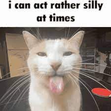 Mootje6969's tweet photo. Ik heb eindelijk iemand om videos van katte naar te sture das echt swag love naar de katte https://t.co/JqJ5QEd0Hu