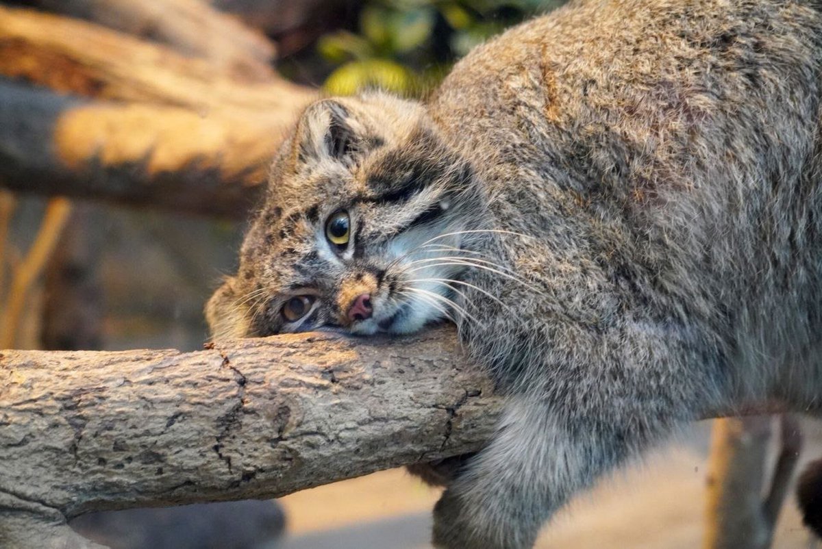 Daily Manul tweet media