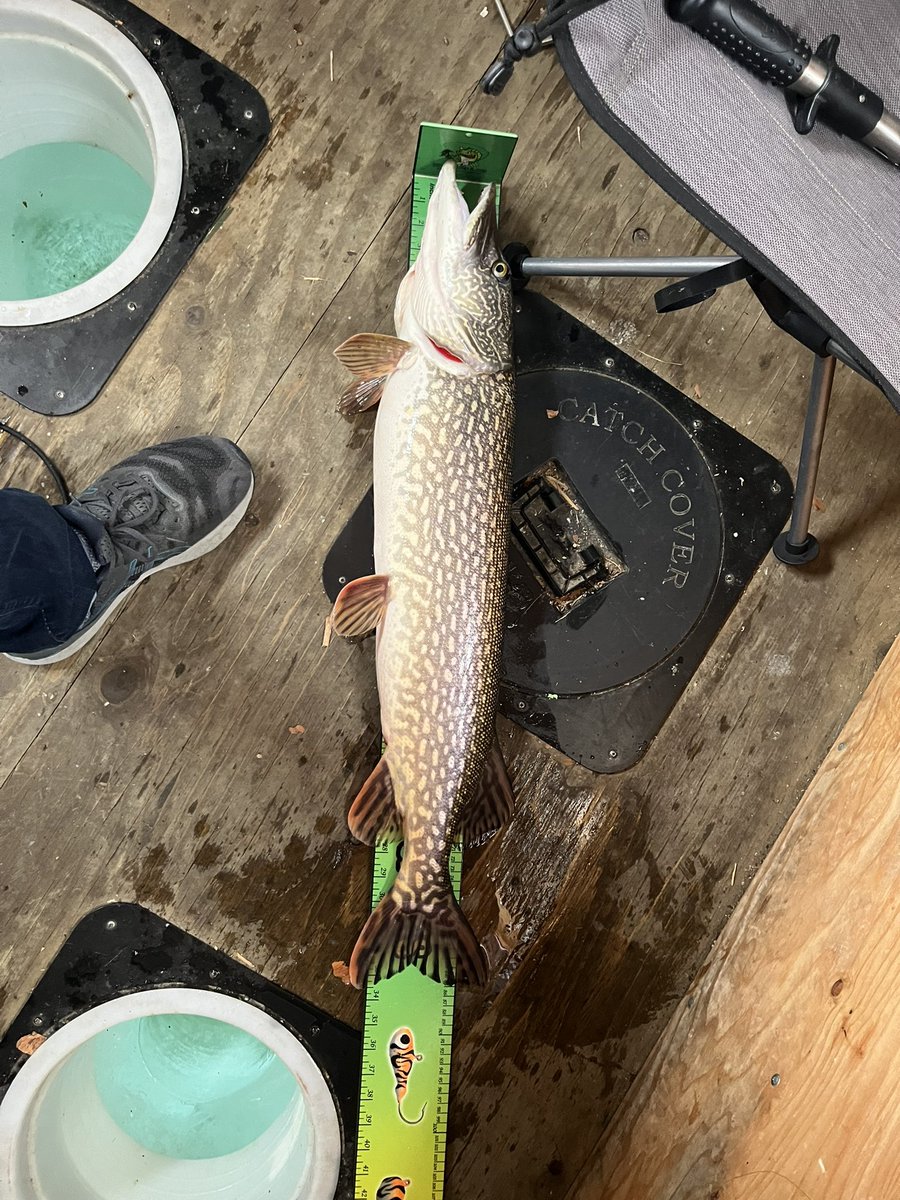 Got on a few fish this weekend, no luck on walleye yet but the burbs are on the move. Few pike as well. #Saskatchewan #icefishing #burbot #Candlelake