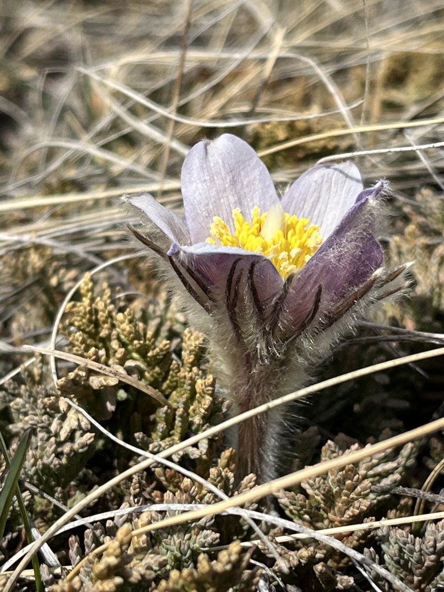 flanaganflora's tweet image. Dreaming of spring #GoodTwitter