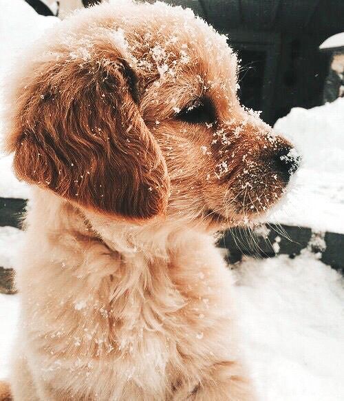 puppies_video's tweet photo. So cute and adorable puppy 🥰🤗🥰 https://t.co/U0g8lePgoa