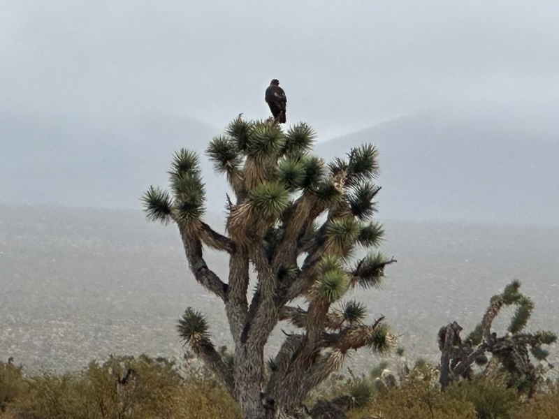 KevinJanison's tweet photo. Golden Eagle surveying a soggy Red Rock.  Photo from Ranger Parker working in the Canyon. @friendsrrc https://t.co/10S0VRuH0Y
