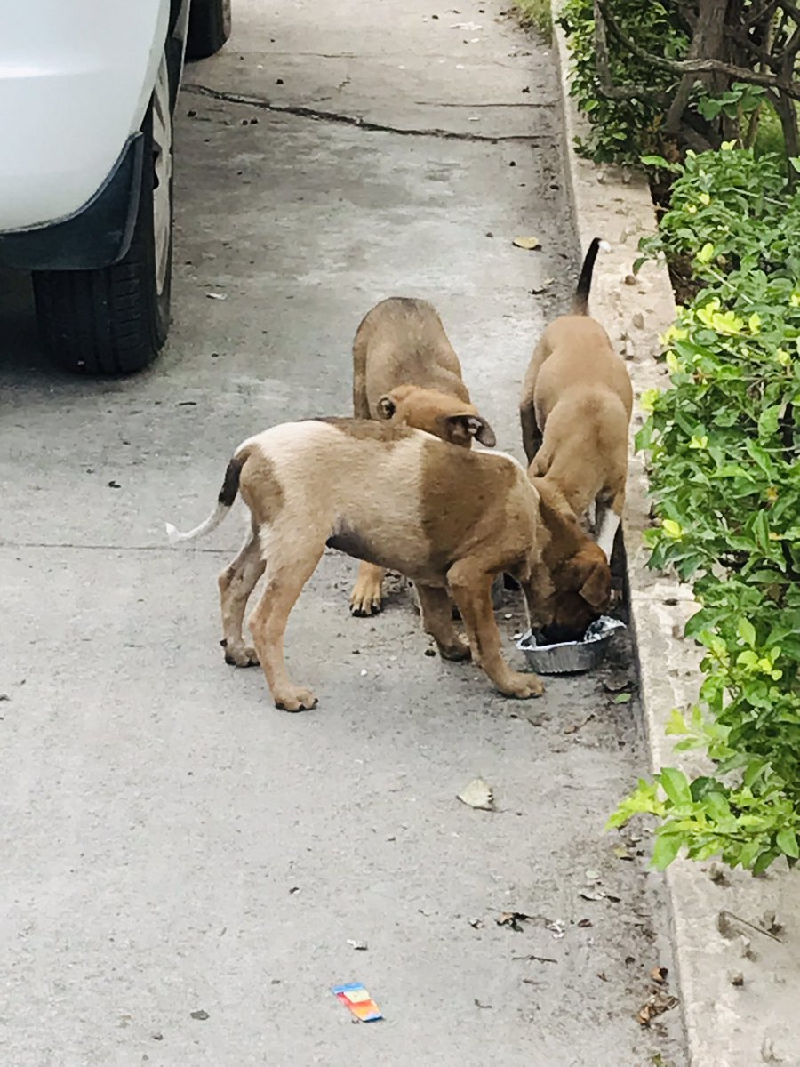 rupali_tweets's tweet photo. Hi everyone, On this auspicious day of Ram Mandir inauguration I am starting this little initiative to feed and help street animals, in whichever way possible. On my 1st drive I was wishing to feed 1 animal but got lucky to feed 4! ❤️#JaiShreeRaam #JaiSiyaRam https://t.co/AxHm8A3TU0