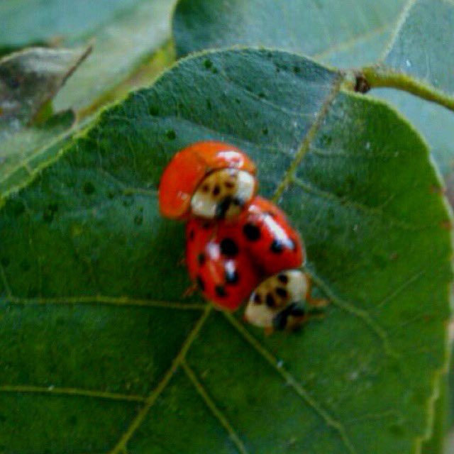 emmerpegemdown's tweet photo. bugshots tonite??? 👀👀 
bugshots tonite queen? 👀 https://t.co/SaTSTK7q46