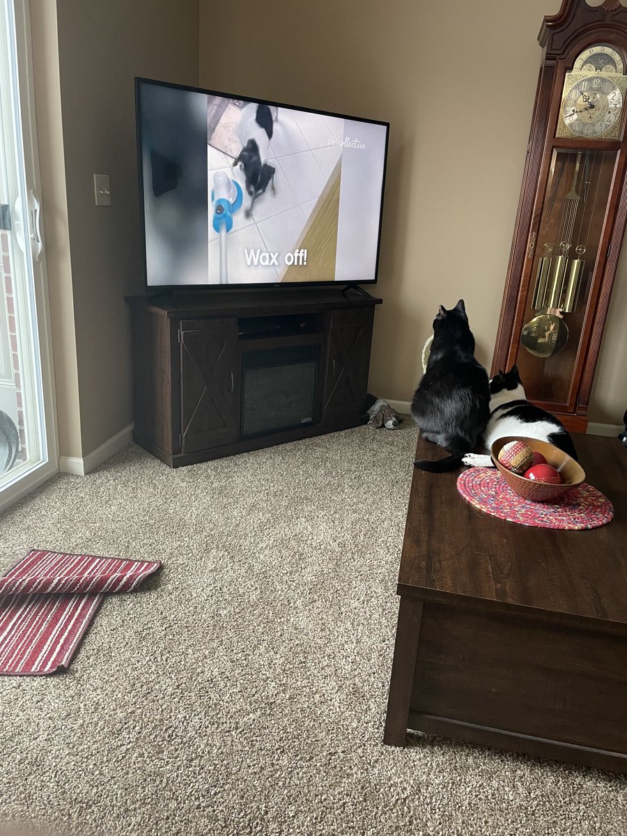 I caught my kitties watching tv. To cute.  Monster all black and Charlie