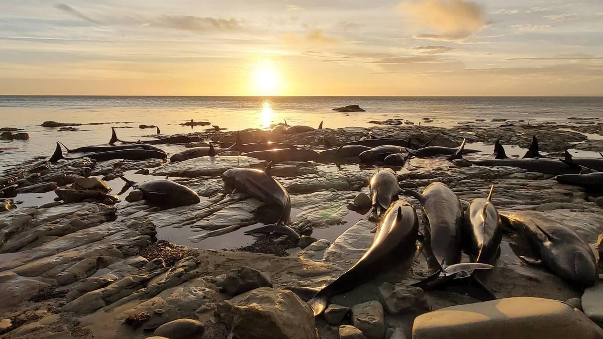 Scientists to study pod of 45 euthanised dolphins in Hawke’s Bay nzherald.co.nz/hawkes-bay-tod…