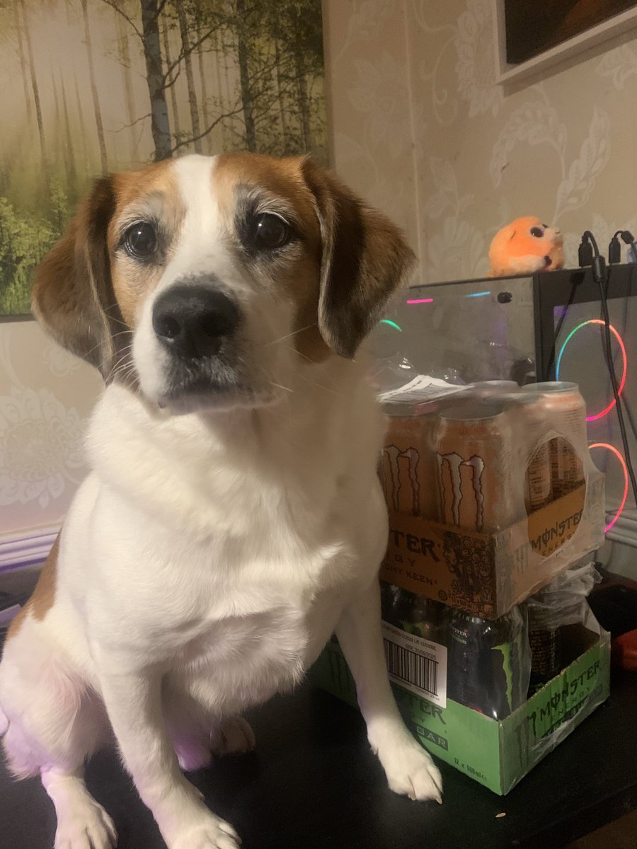 Cheers <a href="/MonsterEnergy/">Monster Energy</a> <a href="/MonsterEnergyUK/">Monster Energy GB & IRE</a> for the cans 😃 dog for scale