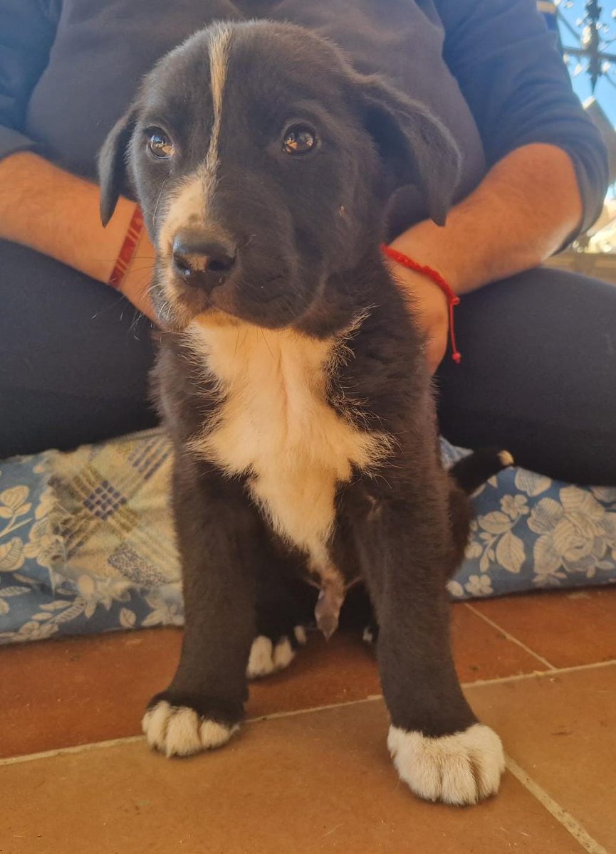 SilviaMylo's tweet photo. Tienen dos meses y estaban por las calles de un pueblo de Huelva solitos expuestos a mil peligros 💔😢
Se busca una buena familia para ellos 🙏
Serán medianos
657315050 https://t.co/uREJDyFT4H