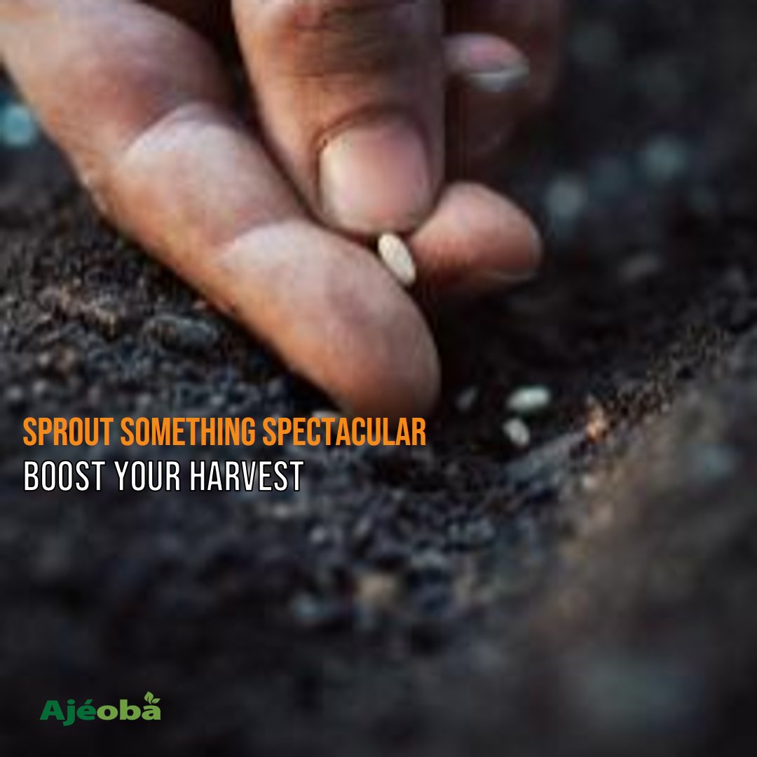 ajeobaex's tweet photo. At Ajeoba, we are not just your input supplier, we are your growth partner!

From nutrient-rich fertilizers that invigorate your soil to high-yielding seeds bursting with potential, we have everything you need to cultivate a bountiful harvest.
#inputsupplier #agriculture #ajeoba https://t.co/oV4s2RC7an