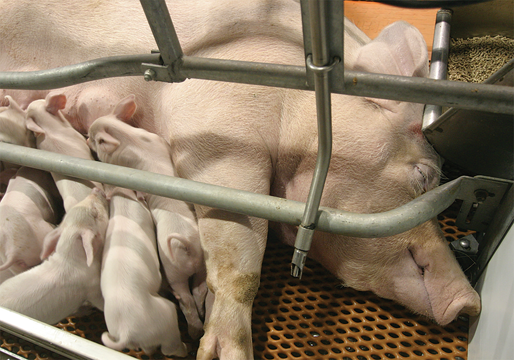 California law worries provincial pork industry: “We don’t know; we may have to negotiate with 50 states.” albertafarmexpress.ca/news/californi…