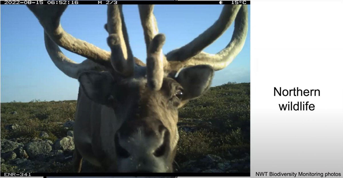 New video of the Wildlife & Wildlife Habitats January webinar hosted by Laurier and NWF. Presentations by: Dr. Brad Woodworth @GNWT_ENR Dr. Alana Clason @CentreBv Dr. Nick Luymes & Dr. Frances Stewart #WILDlab Find the video here! bit.ly/3HyK9n6