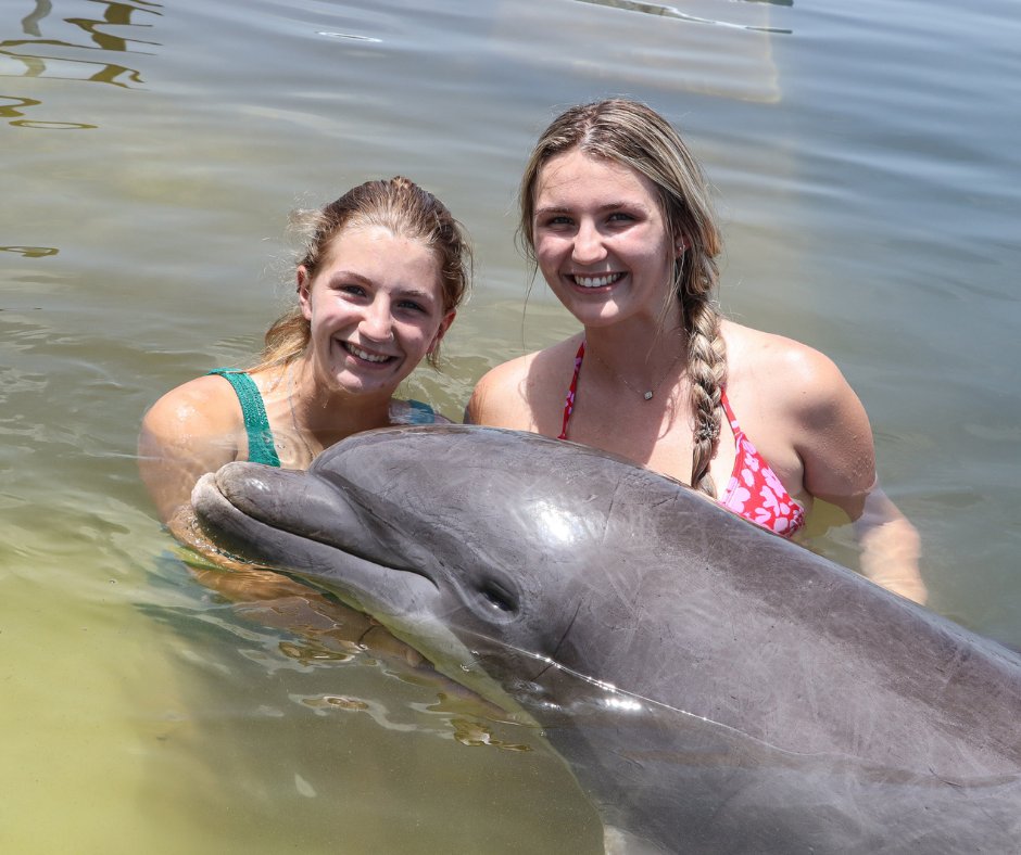 It's that time of year again for a Spring Break PSA 📣Be sure to book your interactive programs soon, we fill up fast! Link in bio Pictured: Sandy #springbreak #lovefl #visitflorida #saltlife #beach #vacation #dolphins #marinemammals