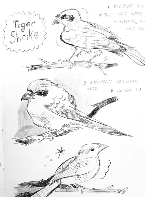 semester start is hard. have a bird 🕊