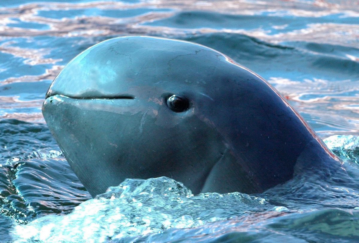 sanrioloid's tweet image. me: joyous porpoise you have to stop. you smoke too tough. your swag too different. your bitch is too bad. they’ll kill you

joyous porpoise: