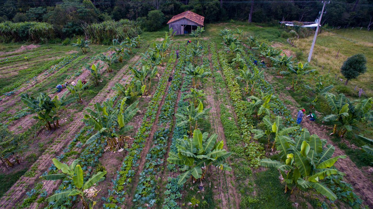 🌳🌱 Valorizamos a agroecologia como alternativa ao agronegócio predatório, incentivando práticas agrícolas que respeitem o meio ambiente e promovem a segurança alimentar.  

🚩 VIVA O MST! 

Foto: Wellington Lenon