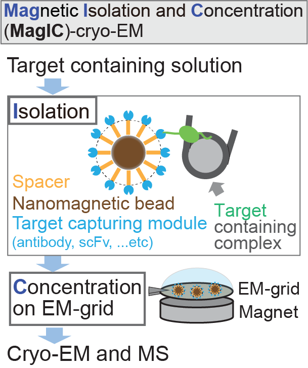 Magnetic Isolation and Concentration (MagIC)-cryo-EM is a new method to enable direct structural analysis of targets captured on nanomagnetic beads, which requires only 0.0005 mg/mL of targets in 100 µL crude solution to make 10 cryo-EM grids. I will explain the magic behind it!