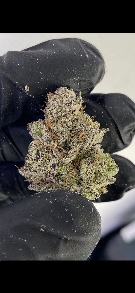 KushavaCraft's tweet photo. Truffle Cake and The Vegas Cut 🔥🔥🔥🔥 dropping today at Rolling Embers in New Buffalo, MI. I promise this ain’t that standard rec market bland boof, this is terpy flavorful heat. #kushavacraft https://t.co/1ZVr01uA8e