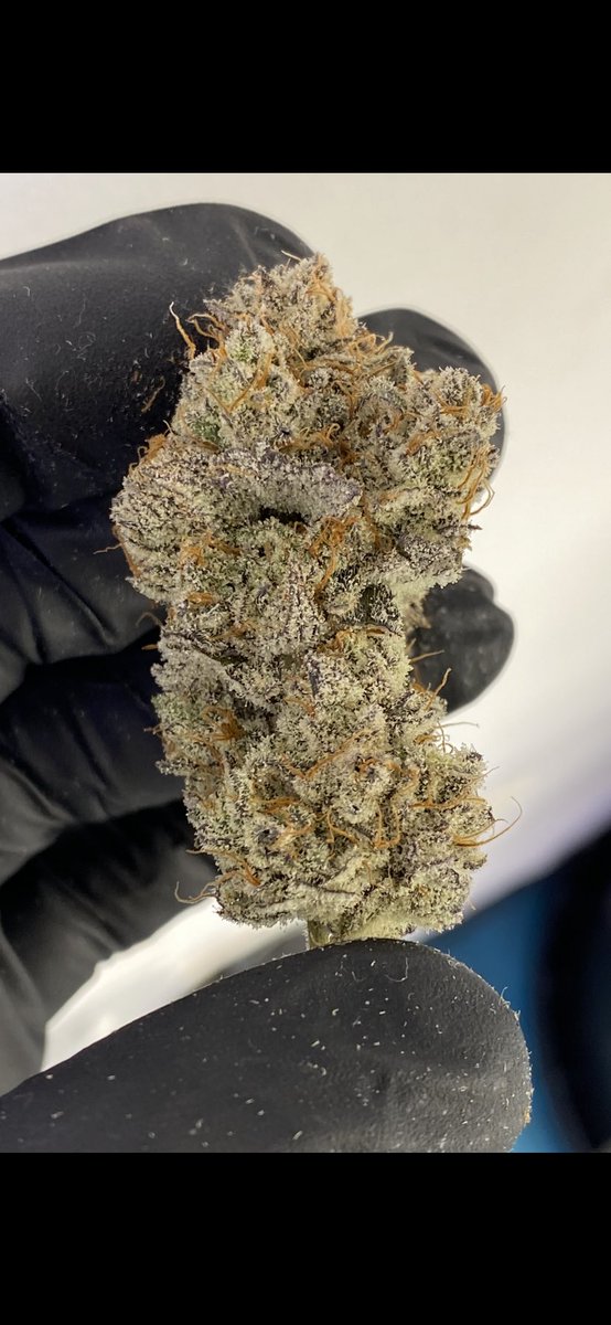 KushavaCraft's tweet photo. Truffle Cake and The Vegas Cut 🔥🔥🔥🔥 dropping today at Rolling Embers in New Buffalo, MI. I promise this ain’t that standard rec market bland boof, this is terpy flavorful heat. #kushavacraft https://t.co/1ZVr01uA8e
