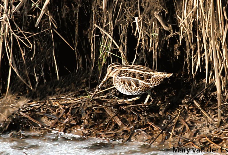 maryvanderes's tweet photo. #BirdsSeenIn2024
#Watersnip #Gallinago_gallinago #Common_Snipe in the #Biesbosch in the #Netherlands .
@Float_photo @Britnatureguide @BiesboschLinie @vogelnieuws @Sovon . https://t.co/kkjjbPutW3