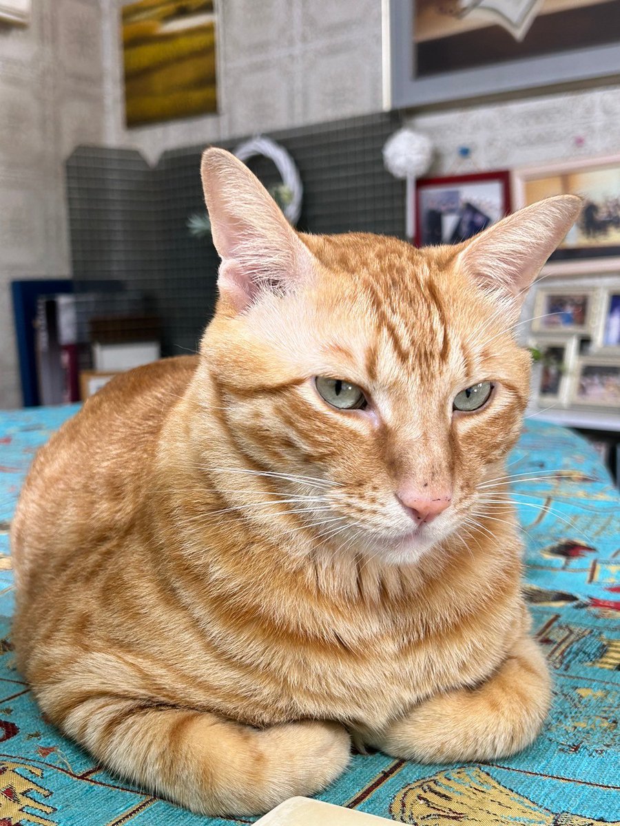 harmonious02220's tweet photo. 友人の猫が輪島市新橋にある自宅から飛び出して行方不明のままです。自宅付近には他の猫が流れてきて住み着いてしまっています。輪島市内で茶トラの猫を見掛けましたらご連絡お願いいたします。茶トラ、オス、大きい、面長
、しっぽ長い　#能登地震　#迷子猫　#茶トラ　　#輪島市　#新橋　#行方不明 https://t.co/YDO7vh6pIh