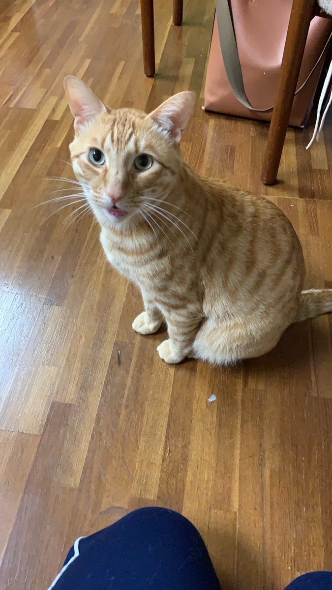 harmonious02220's tweet photo. 友人の猫が輪島市新橋にある自宅から飛び出して行方不明のままです。自宅付近には他の猫が流れてきて住み着いてしまっています。輪島市内で茶トラの猫を見掛けましたらご連絡お願いいたします。茶トラ、オス、大きい、面長
、しっぽ長い　#能登地震　#迷子猫　#茶トラ　　#輪島市　#新橋　#行方不明 https://t.co/YDO7vh6pIh