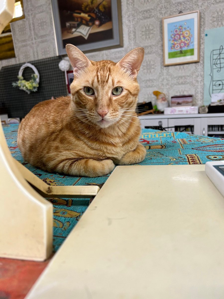 harmonious02220's tweet photo. 友人の猫が輪島市新橋にある自宅から飛び出して行方不明のままです。自宅付近には他の猫が流れてきて住み着いてしまっています。輪島市内で茶トラの猫を見掛けましたらご連絡お願いいたします。茶トラ、オス、大きい、面長
、しっぽ長い　#能登地震　#迷子猫　#茶トラ　　#輪島市　#新橋　#行方不明 https://t.co/YDO7vh6pIh