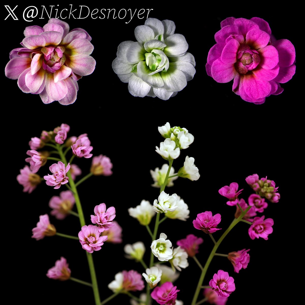 Amidst writing my thesis and unending data analysis, my A.thaliana rose varieties in the greenhouse are little motivators that fill me with joy.  While there is little love for the aesthetics of A.thaliana, it's the "simplicity" and sheer knowledge it's given us that is beautiful