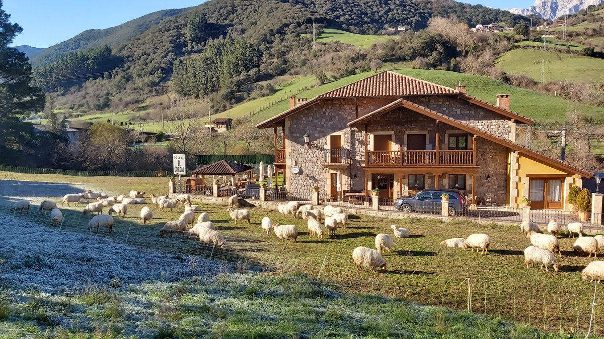 Apez140's tweet photo. #Momentos
De una #PosadaRural, #ElCorcal en #Tama, la #Mágica #Liébana.
Las Ovejitas pastan al Sol...🧚‍♂️😎 https://t.co/swiGcSPwAI