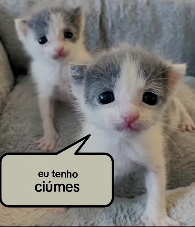 gatitodocreu's tweet photo. ☹️ https://t.co/dpXSkbaHNs