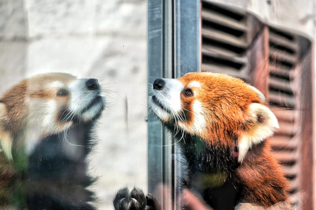 Remily014's tweet photo. レッサーパンダ https://t.co/qf1lzJNVzM