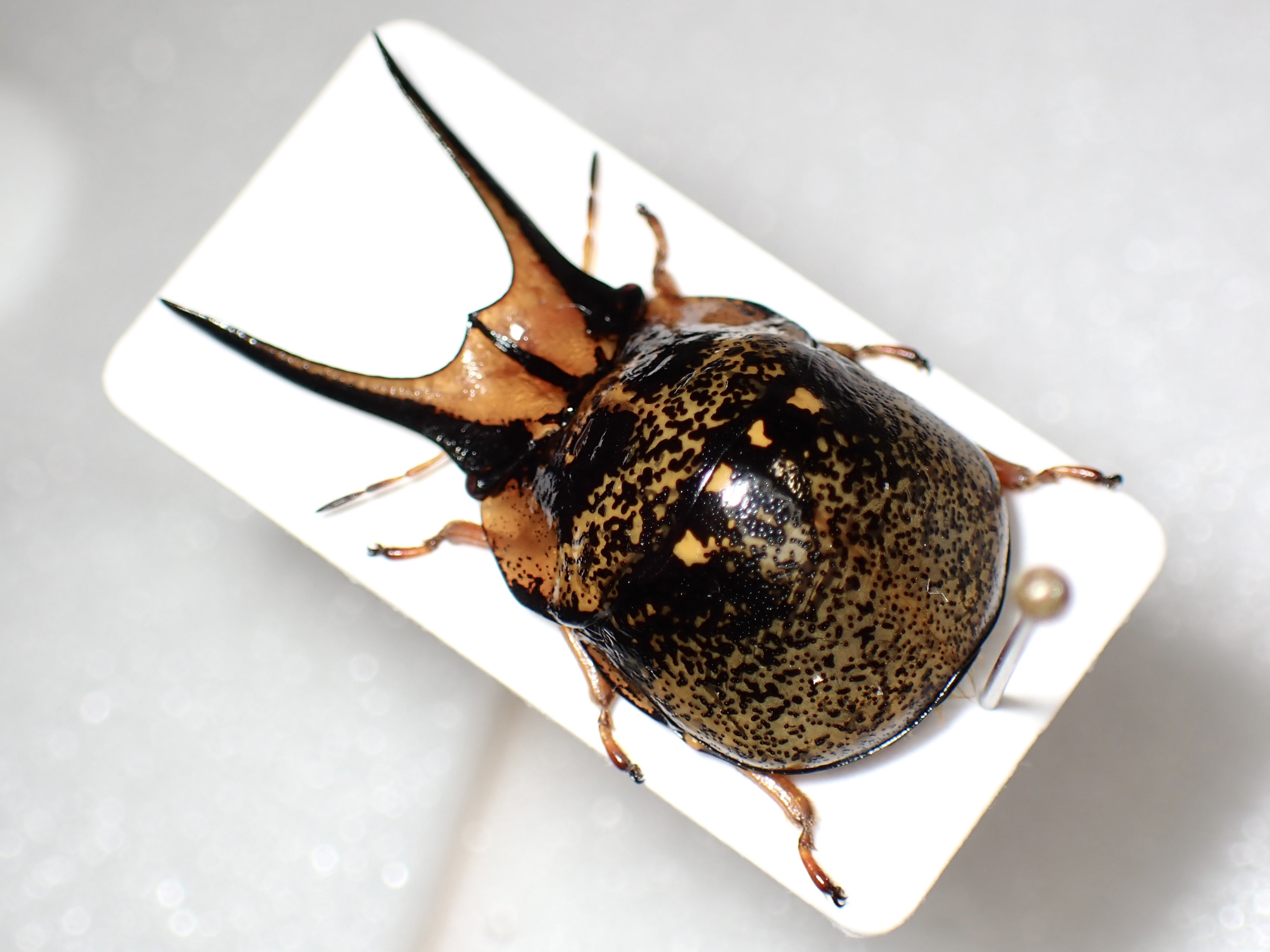 I.Ta. op X: 'Ceratocoris cephalicus クワガタマルカメムシ