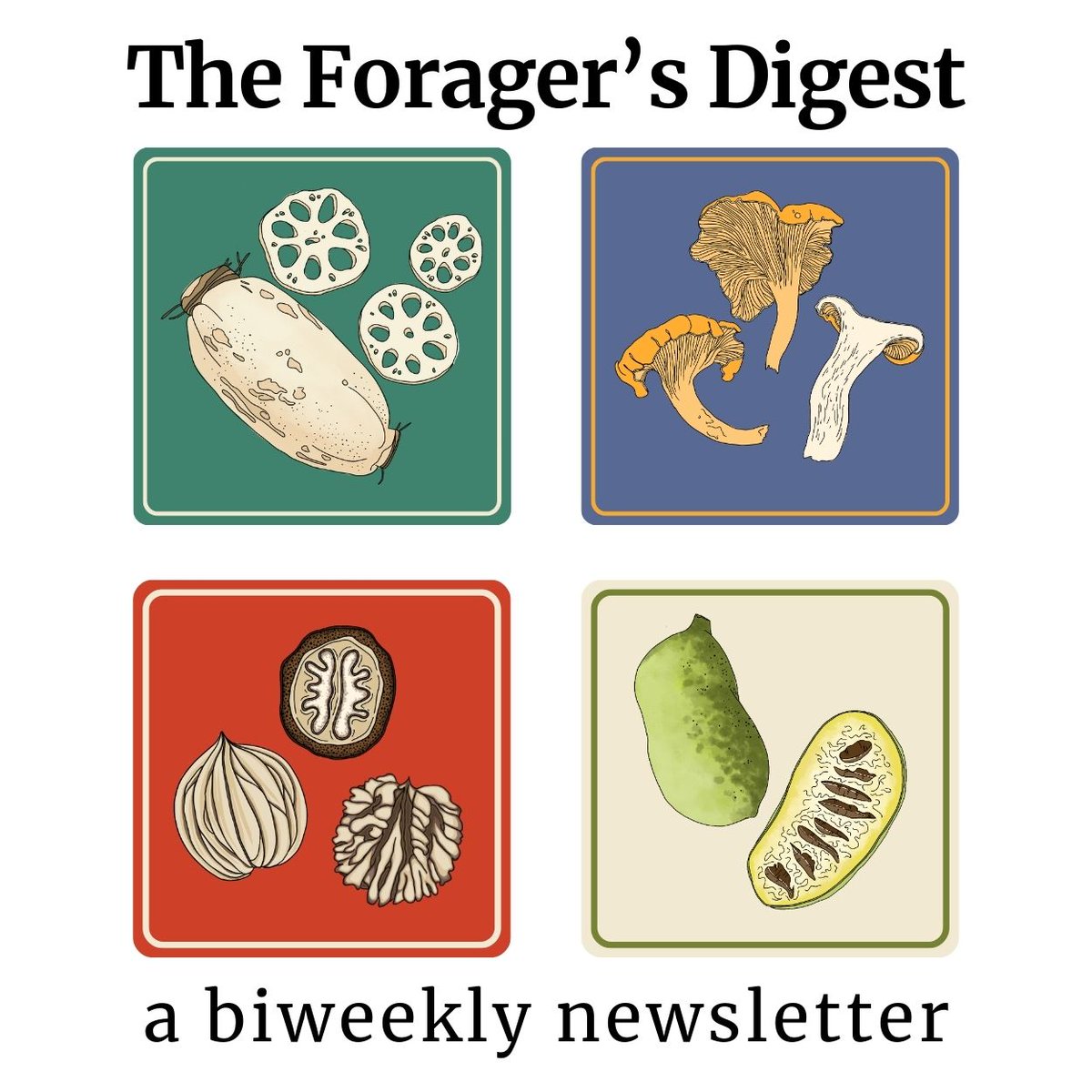 feralforaging's tweet photo. Today, I'm launching my new newsletter, "The Forager's Digest 🌿".
If you are a forager or naturalist, I think you'll really enjoy it!
You can sign up via the link in my bio.
-Jesse
(Beautiful artwork by @nature_of_words) https://t.co/QPpbZtH9E8