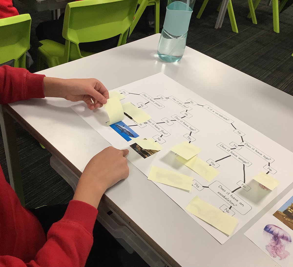 westheathprim's tweet photo. #WHPSClass9 have been using classification keys in science to identify different animals based on their charcteristics! The children did really well and showed fanastic collaboration! #WHPSScience https://t.co/IODtewMN6f